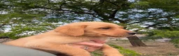 Labrador Retriever dogs for sale: 🖤🧡Fabulous Puppies Looking for a 5⭐️ home  - Advert 16