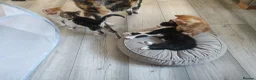 Mixed Breed cats for sale: 4 adorable kittens  - Advert 23