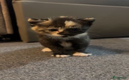 Domestic Shorthair cats for sale: Domestic Shorthair Kittens  - Image 2