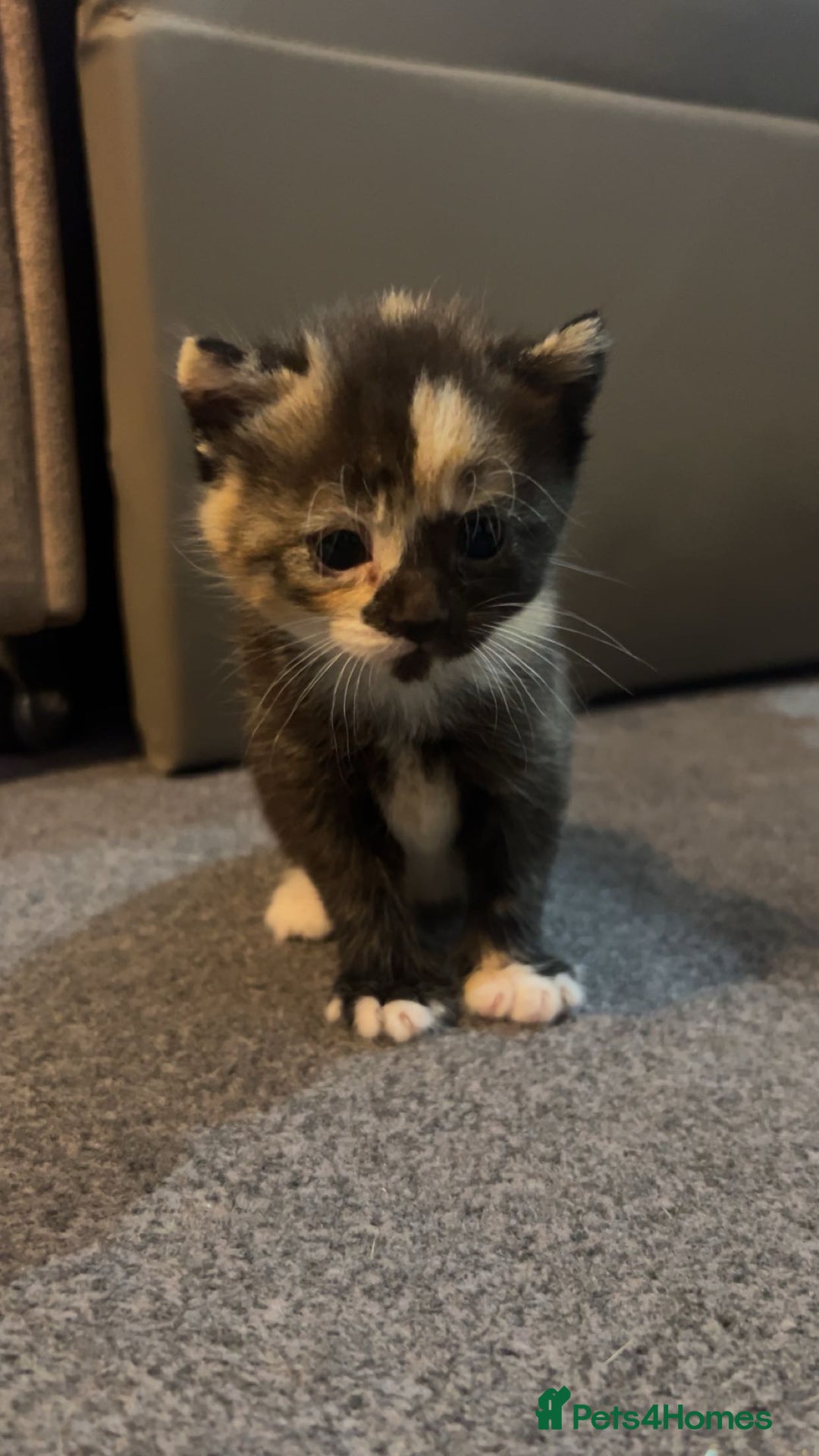 Domestic Shorthair cats for sale: Domestic Shorthair Kittens  - Image 2
