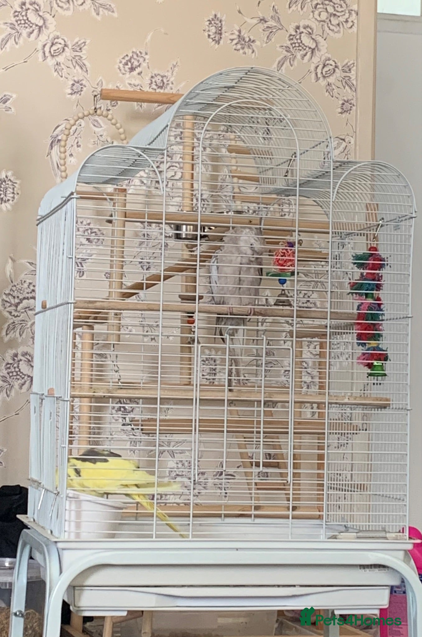 Cockatiels birds 2 cockatiels  - Advert 4