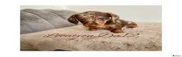 Miniature Dachshund dogs for sale: 4 True miniature dachshund boys  - Advert 12