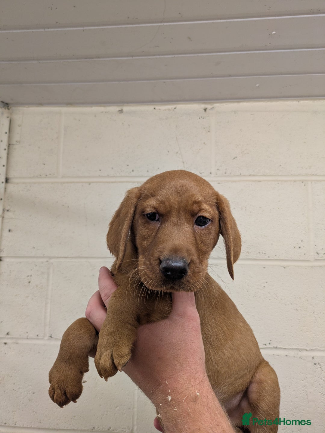 Labrador Retriever dogs for sale: Gorgeous Labrador Puppies for sale - Image 6