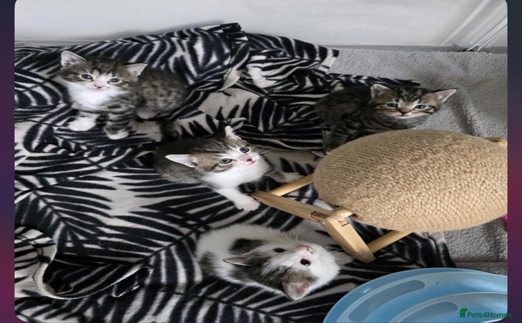 Mixed Breed cats - Advert 12
