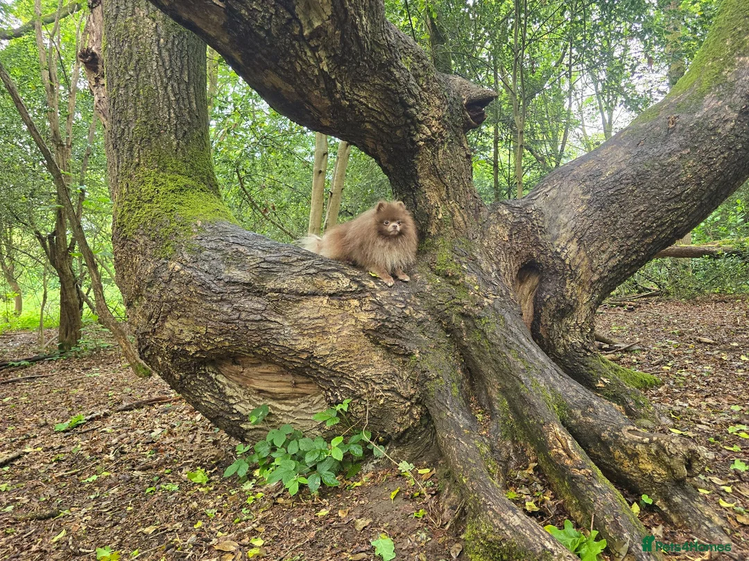 Pomeranian dogs for sale: Royal Kennel Club registered lavender lilac male in Maidstone - Advert 2