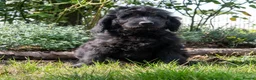 Goldendoodle dogs for sale: F1 Standard Goldendoodle Boy Ready Now  - Advert 8