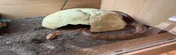 Bearded Dragon reptiles for sale: Baby dragons and other reptile for rehome  - Advert 3