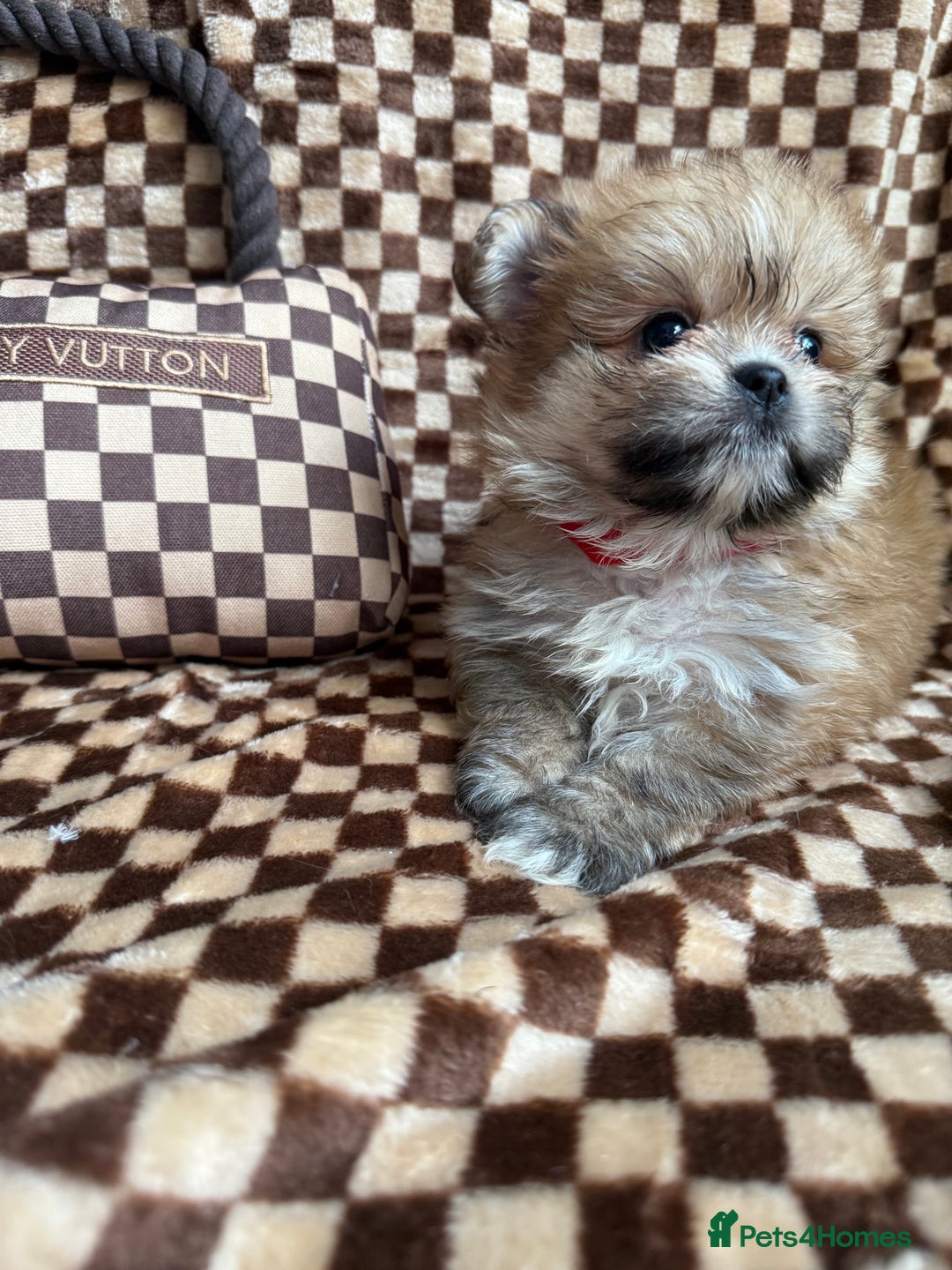 Mixed Breed dogs for sale: RARE  Shipom /pomshi Pomeranian and Shihtzu cross  - Image 12