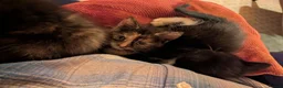 Mixed Breed cats for sale: Kittens for sale  in Stoke-on-Trent - Advert 14