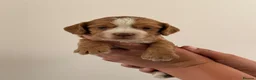Cocker Spaniel dogs for sale: Show Type Cocker Spaniel Puppies - Advert 1