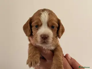 Cocker Spaniel dogs Show Type Cocker Spaniel Puppies - Advert 1