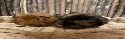 Guinea Pig rodents for sale: Beautiful Pair of Male Abyssinian Guinea Pigs - Advert 4