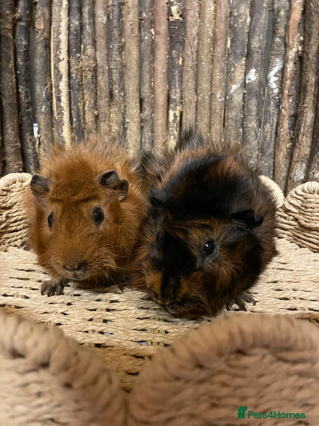Guinea Pig rodents for sale: Beautiful Pair of Male Abyssinian Guinea Pigs - Advert 4