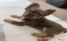 French Bulldog dogs for sale: Visual fluffy French bulldog puppies! - Image 15