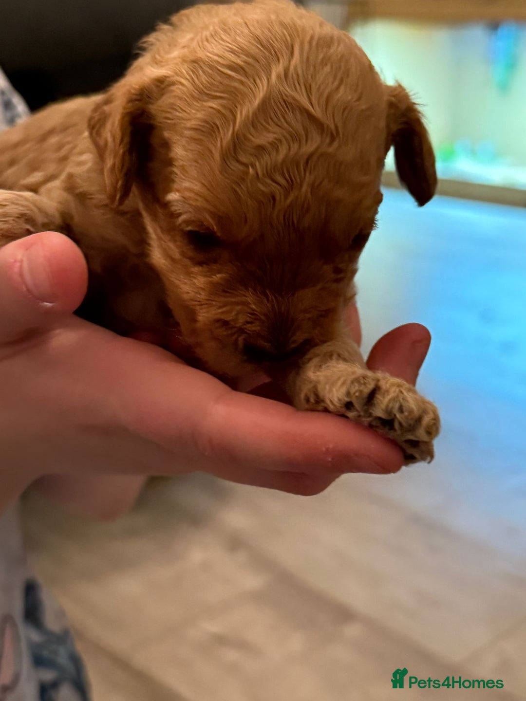 Cockapoo dogs for sale: F2 cockapoo puppies! - Advert 12