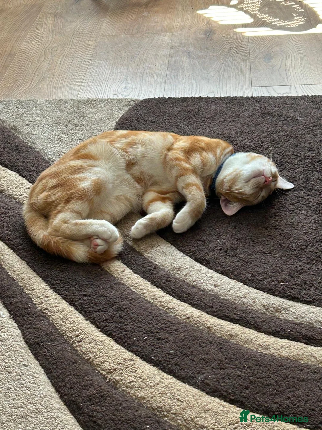 British Shorthair cats for sale: Male ginger cat looking for a new family  - Advert 2