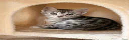 Bengal cats for sale: Tempest Bengal TICA registered kittens  - Advert 22