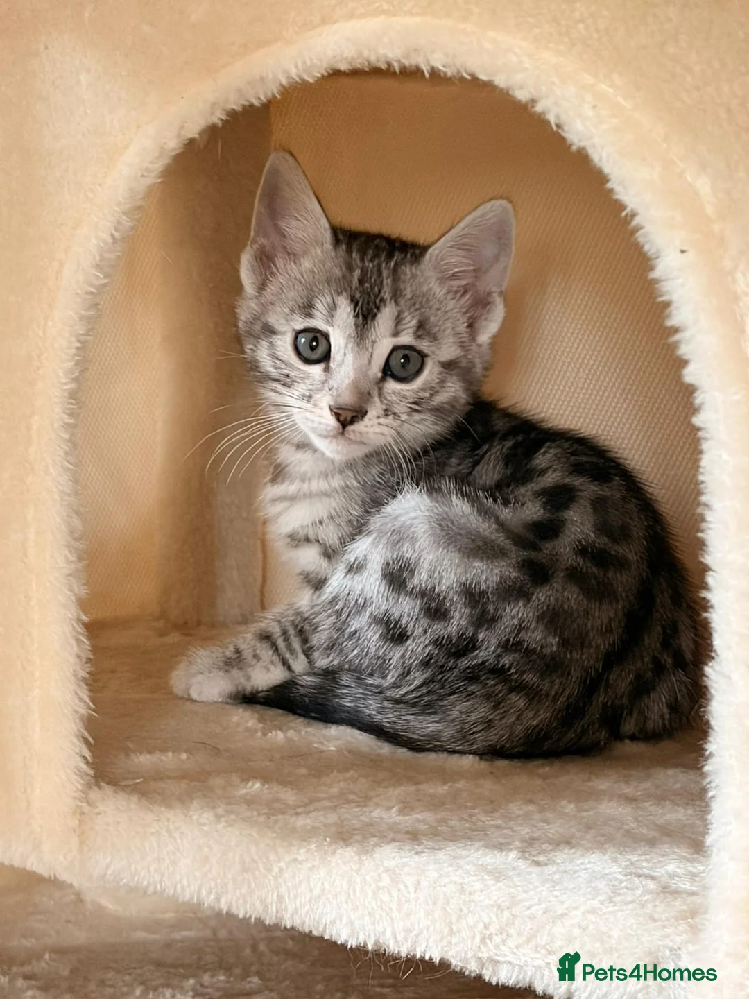 Bengal cats for sale: Tempest Bengal TICA registered kittens  - Advert 22