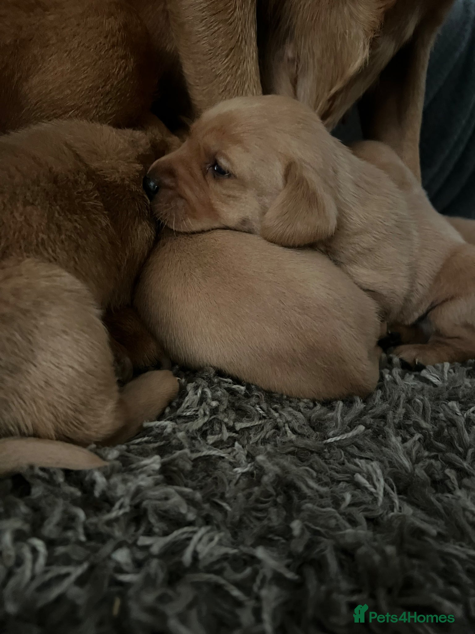 Labrador Retriever dogs Stunning Fox Red Labrador pups for sale - Advert 4