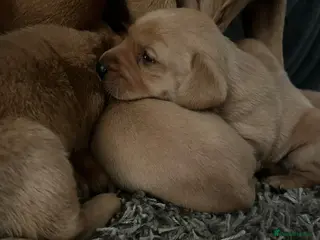 Labrador Retriever dogs Stunning Fox Red Labrador pups for sale - Advert 4