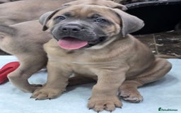 Cane Corso dogs for sale: Excellent Formentino Corso male puppies for sale.  - Image 15