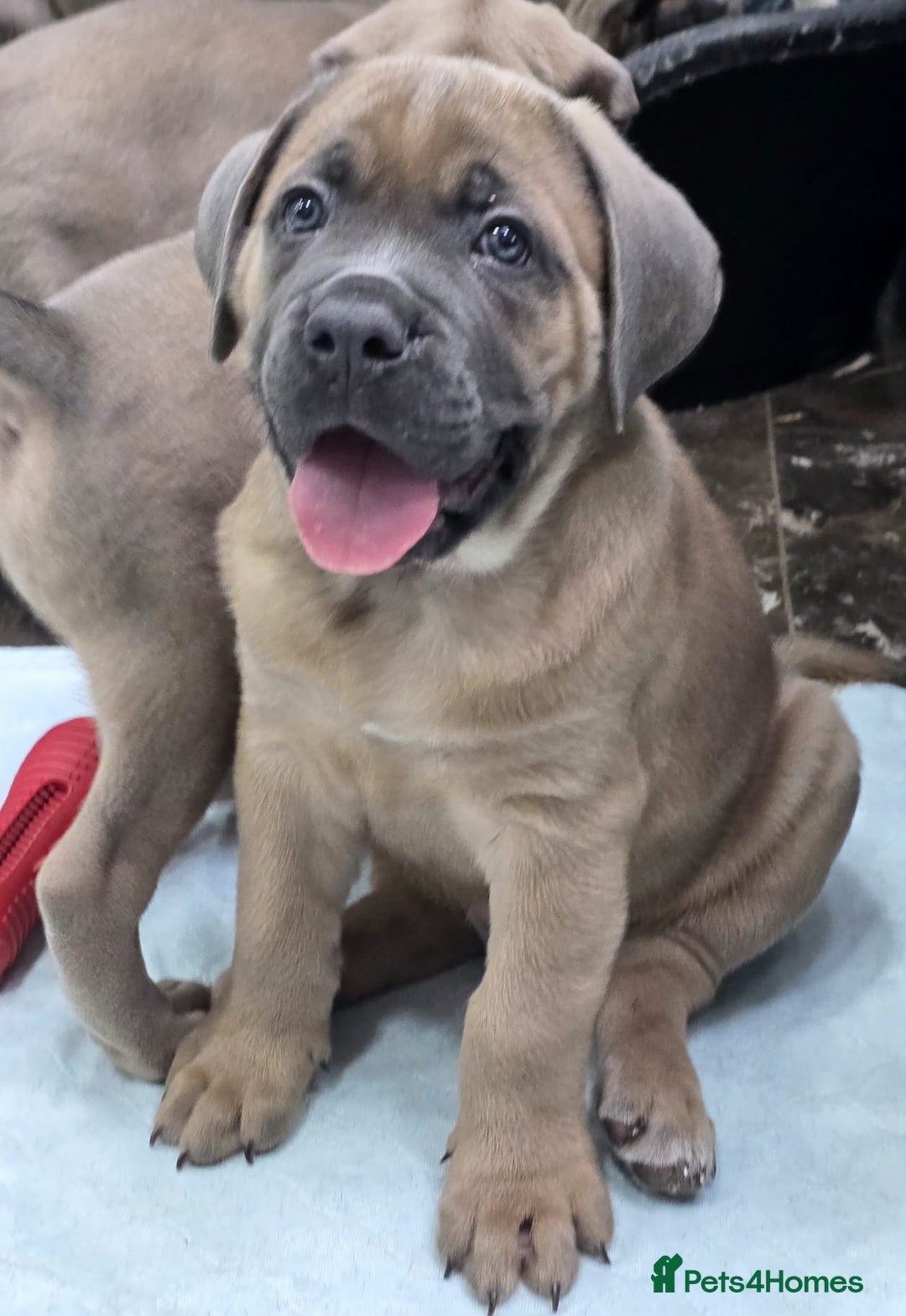 Cane Corso dogs for sale: Excellent Formentino Corso male puppies for sale.  - Image 15