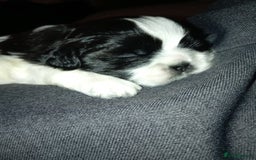 Shih Tzu dogs for sale: Female black and white shih tzu puppy  - Image 2
