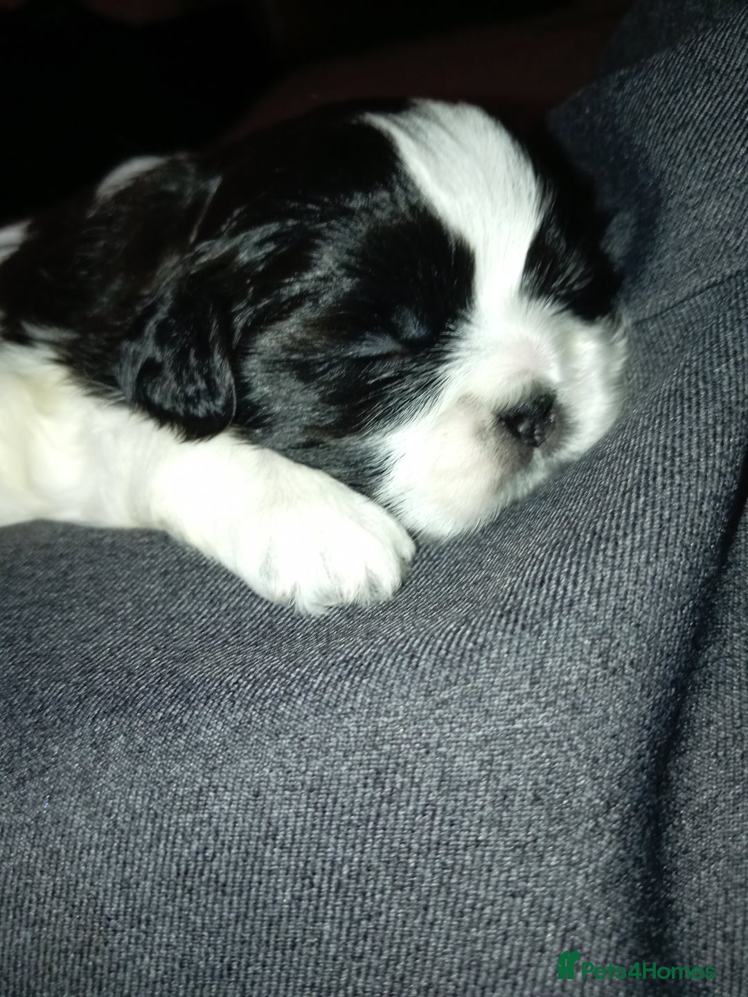 Shih Tzu dogs for sale: Female black and white shih tzu puppy  - Image 2