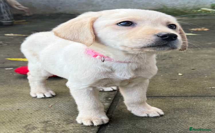 Labrador Retriever dogs - Advert 4