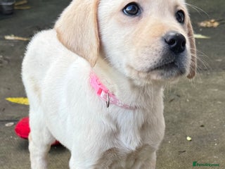 Labrador Retriever dogs - Advert 10