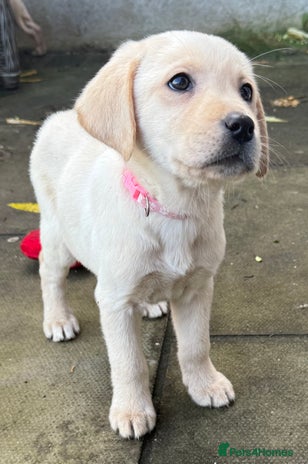 Labrador Retriever dogs - Advert 4