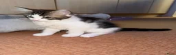 Mixed Breed cats for sale: 3 beautiful kittens ready to leave  - Advert 4