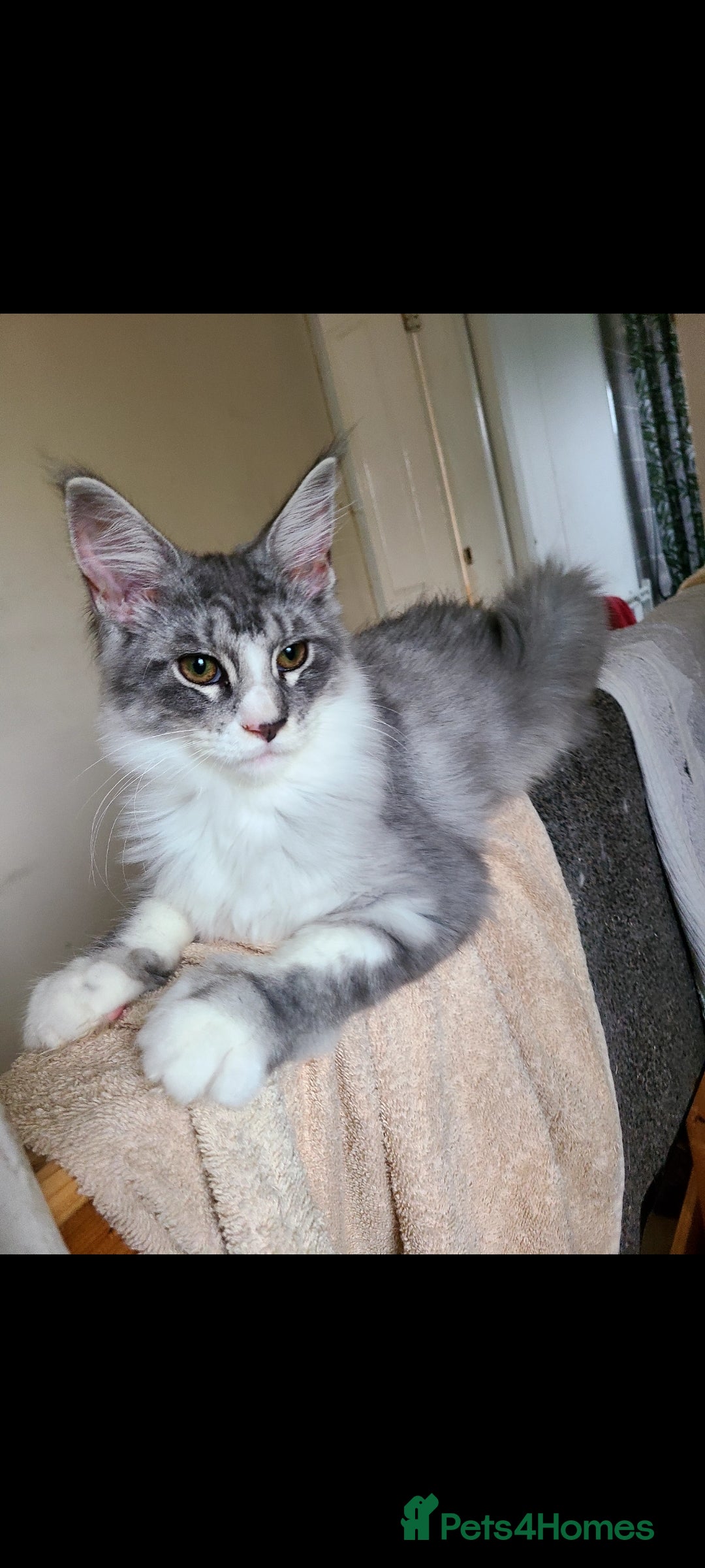 Maine Coon cats Maine coon kittens  - Advert 8