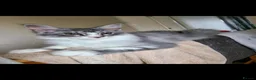 Maine Coon cats for sale: Maine coon kittens  - Advert 1