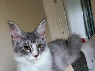 Maine Coon cats Maine coon kittens - Advert 1