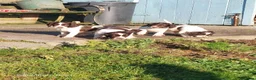 English Springer Spaniel dogs for sale: 3 Springer Boys available  - Advert 3