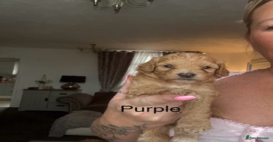 Mixed Breed dogs - Advert 1