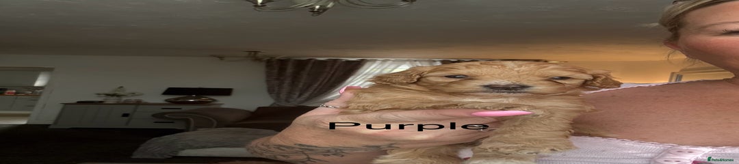 Purple Collar Girl