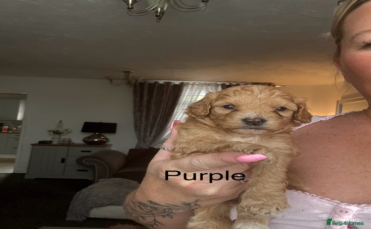 Mixed Breed dogs - Advert 1