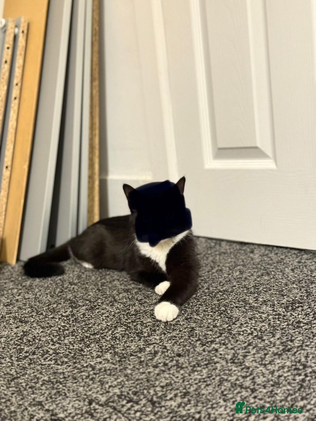 Mixed Breed cats for adoption: Young and friendly rescue, luna needs new home - Advert 8