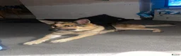 Mixed Breed dogs for sale: Rottweiler/Germanshepard pups  in Halifax - Advert 4