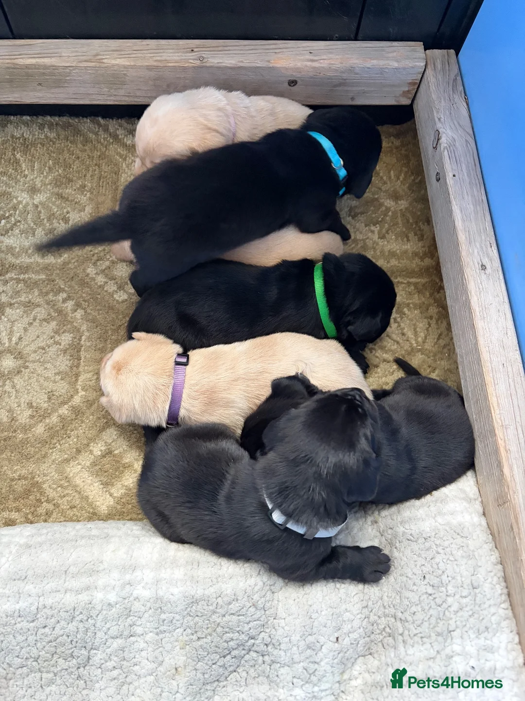 Labrador Retriever dogs for sale: 7 beautiful working Labrador puppies. in Warrington - Advert 2
