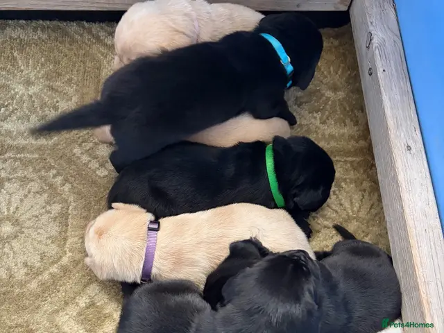 Labrador Retriever dogs for sale: 7 beautiful working Labrador puppies. - Advert 2
