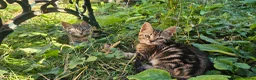 Mixed Breed cats for sale: Cute tabby kittens in London - Advert 8