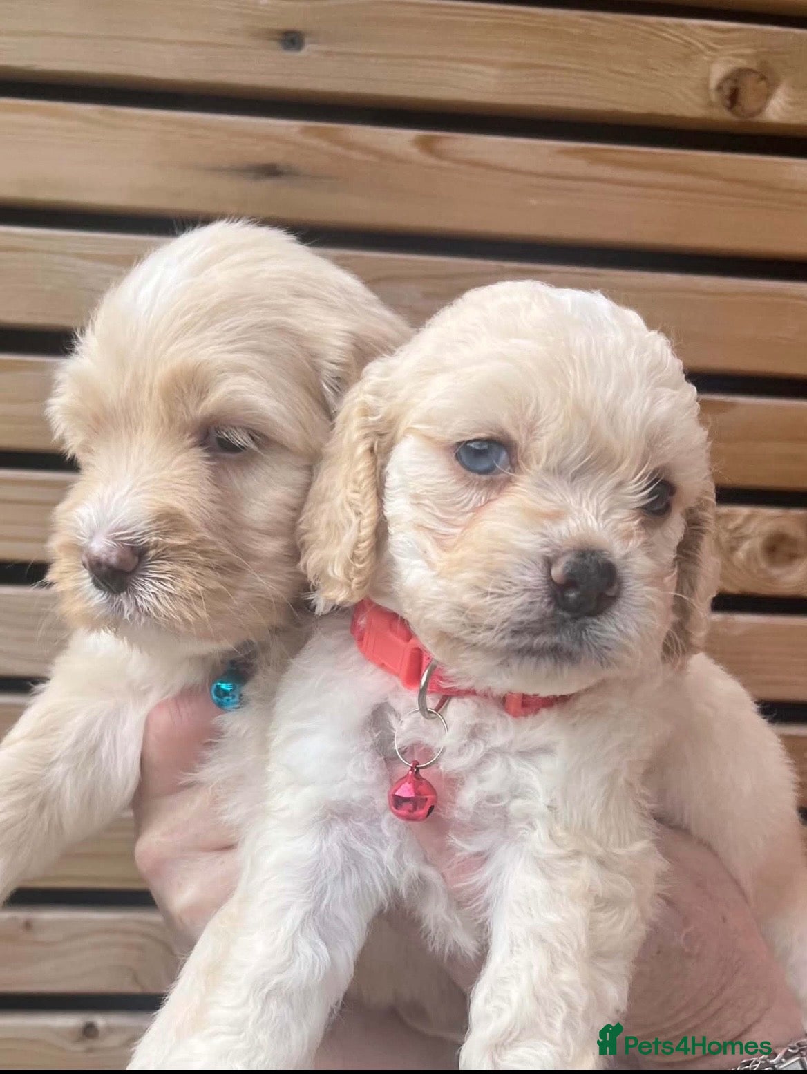 Sheepadoodle dogs Miniature Sheepadoodles - Advert 7
