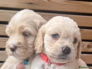 Sheepadoodle dogs Miniature Sheepadoodles - Advert 7