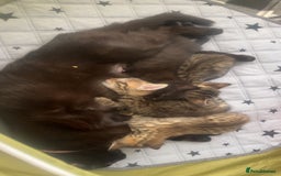Mixed Breed cats for sale: tabby kittens for sale  - Image 2
