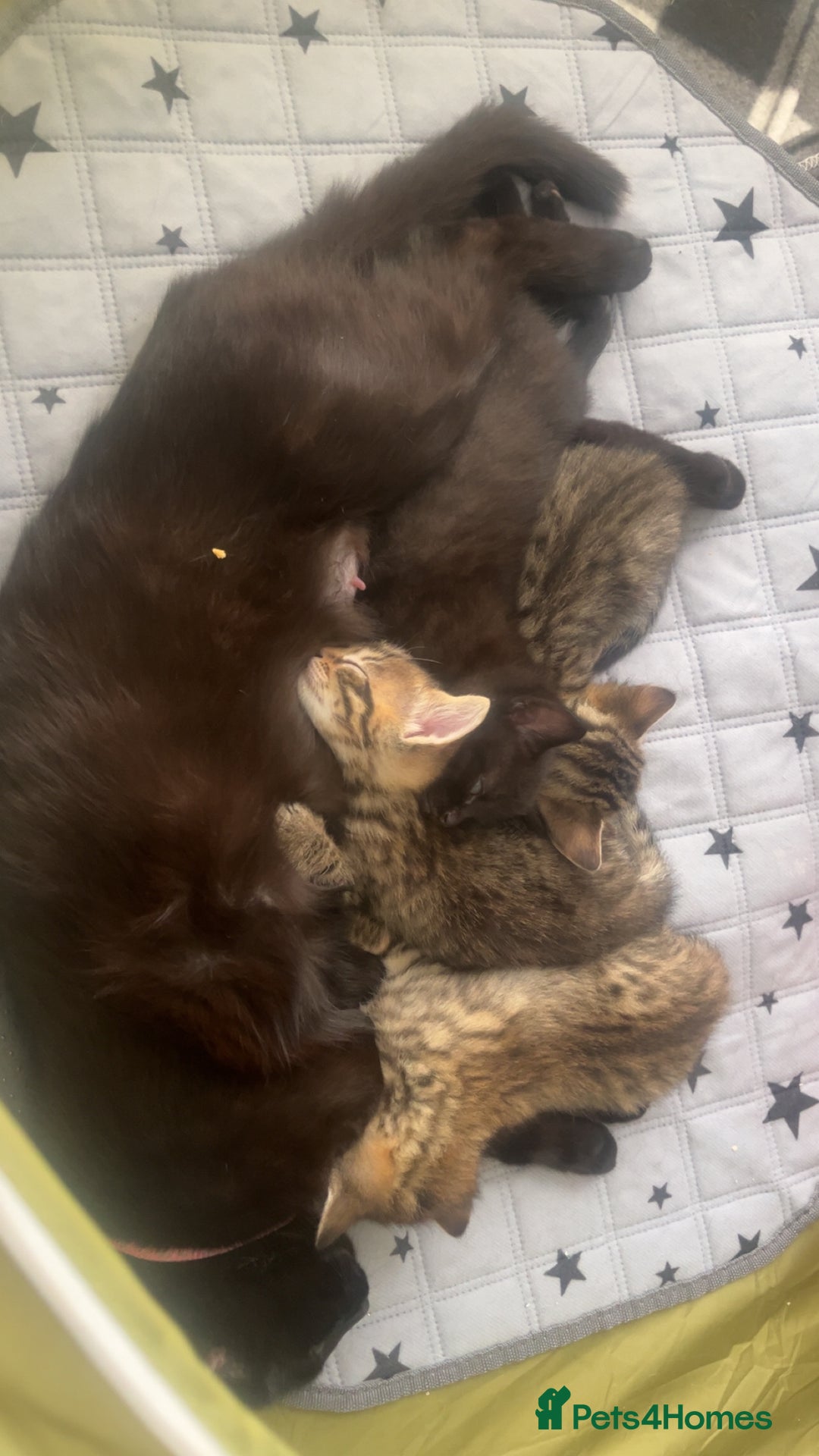 Mixed Breed cats for sale: tabby kittens for sale  - Image 2
