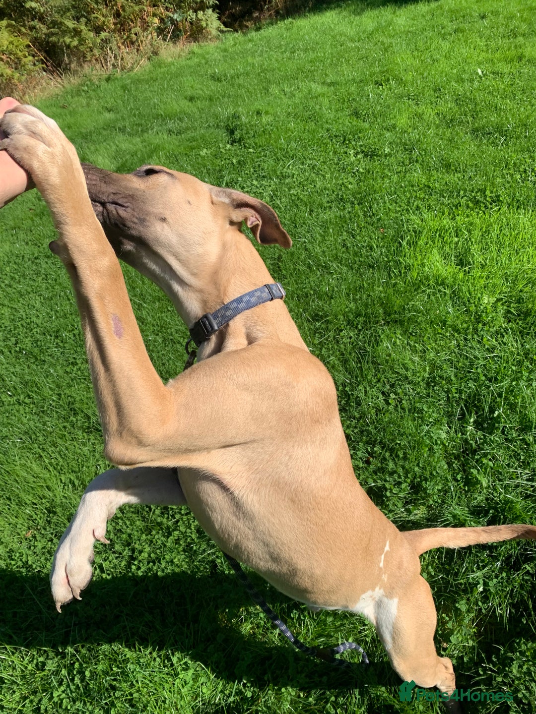 Mixed Breed dogs for sale: Billie and Evie lurcher x bullmastiff  - Image 11