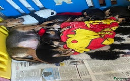 Jack Russell dogs for sale: Short Legged Jack Russell Pups - Image 4